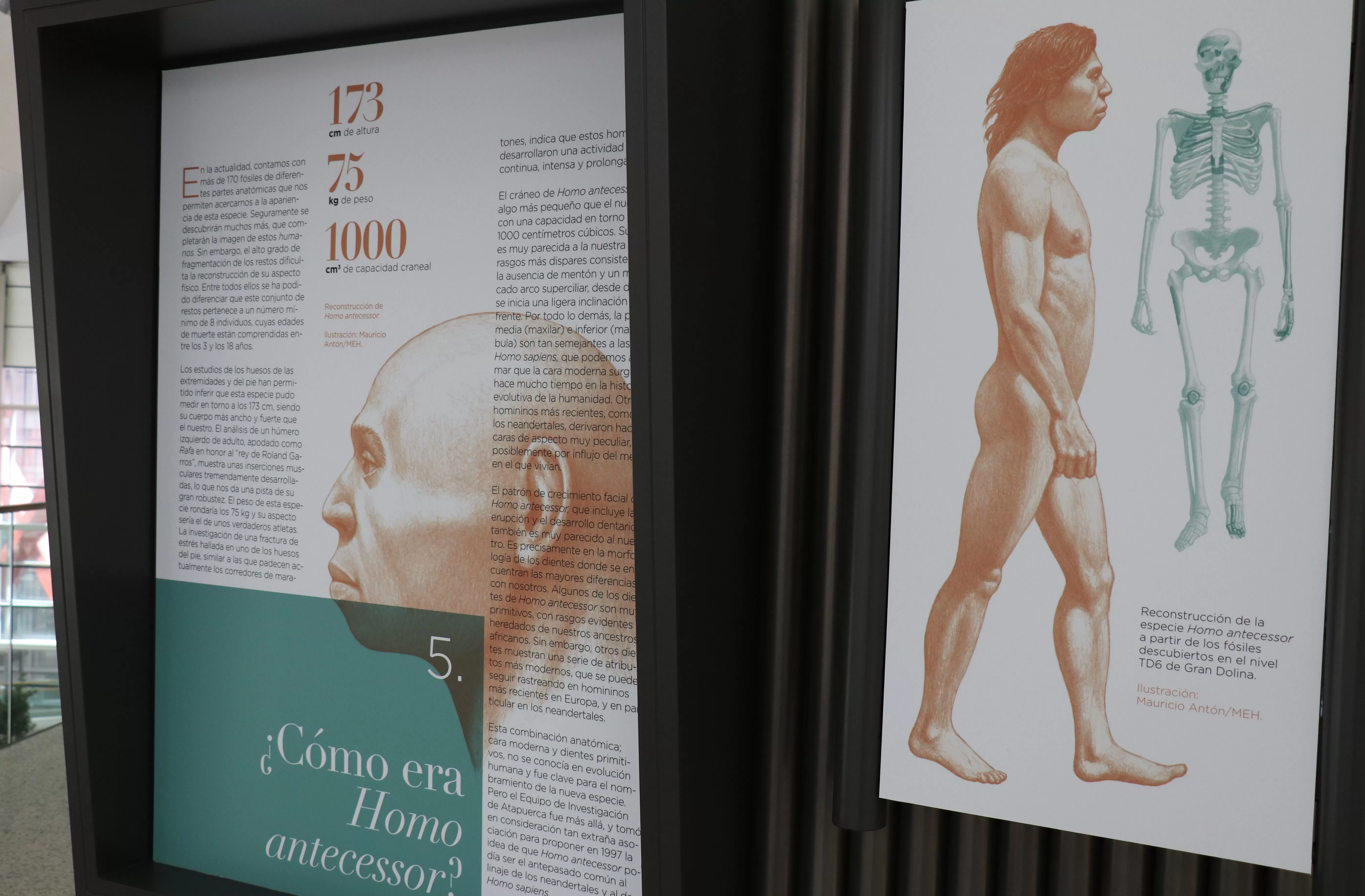Burgos brilla con ‘Homo antecessor’, premiada como la mejor exposición histórica