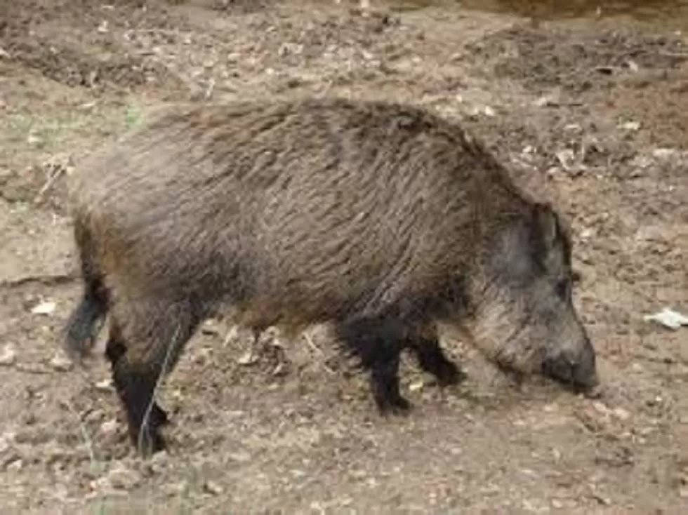 Intensifican las medidas de prevención frente a la peste porcina africana