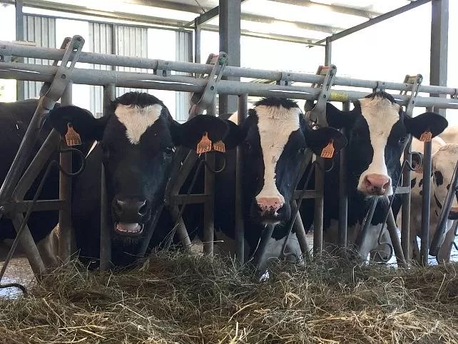 Adaptarán las medidas de prevención frente a la Dermatosis Nodular Contagiosa