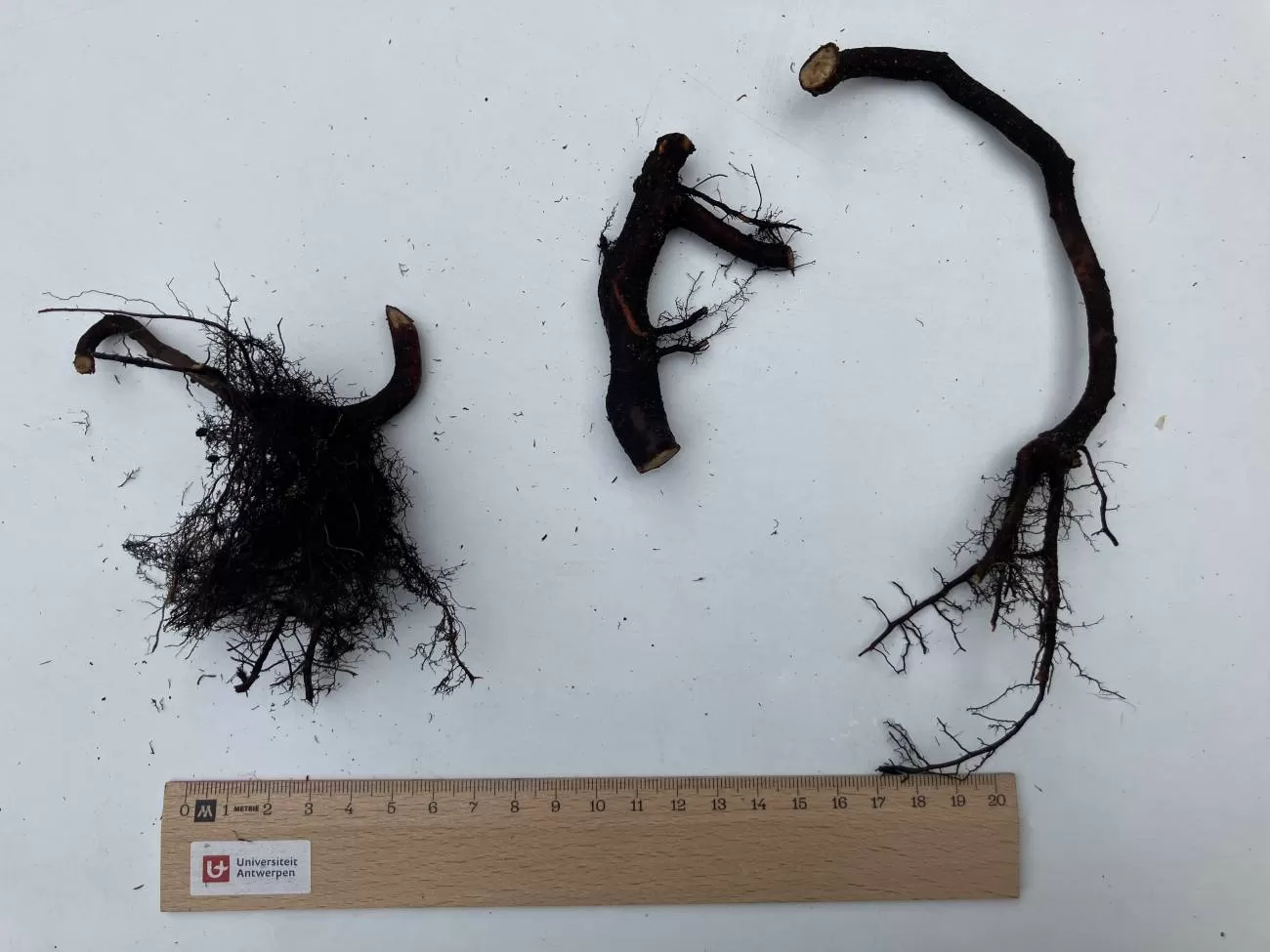 Las raíces de los árboles caducifolios no duermen en invierno