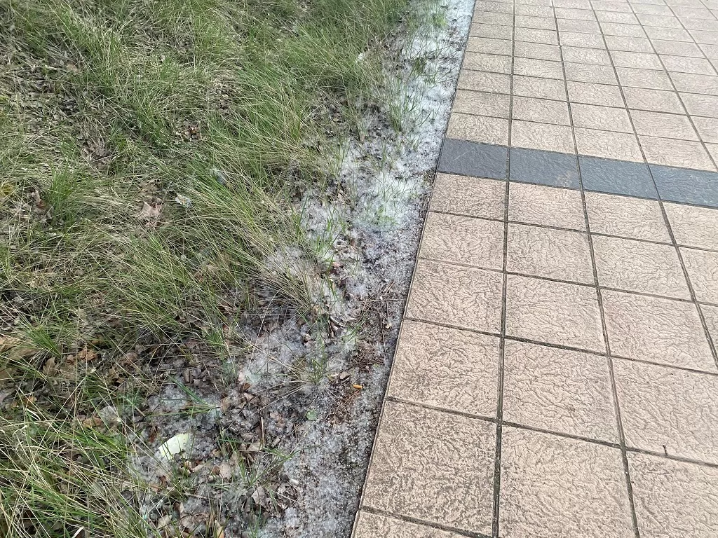 Pelusas que se acumulan en las calles de Burgos 