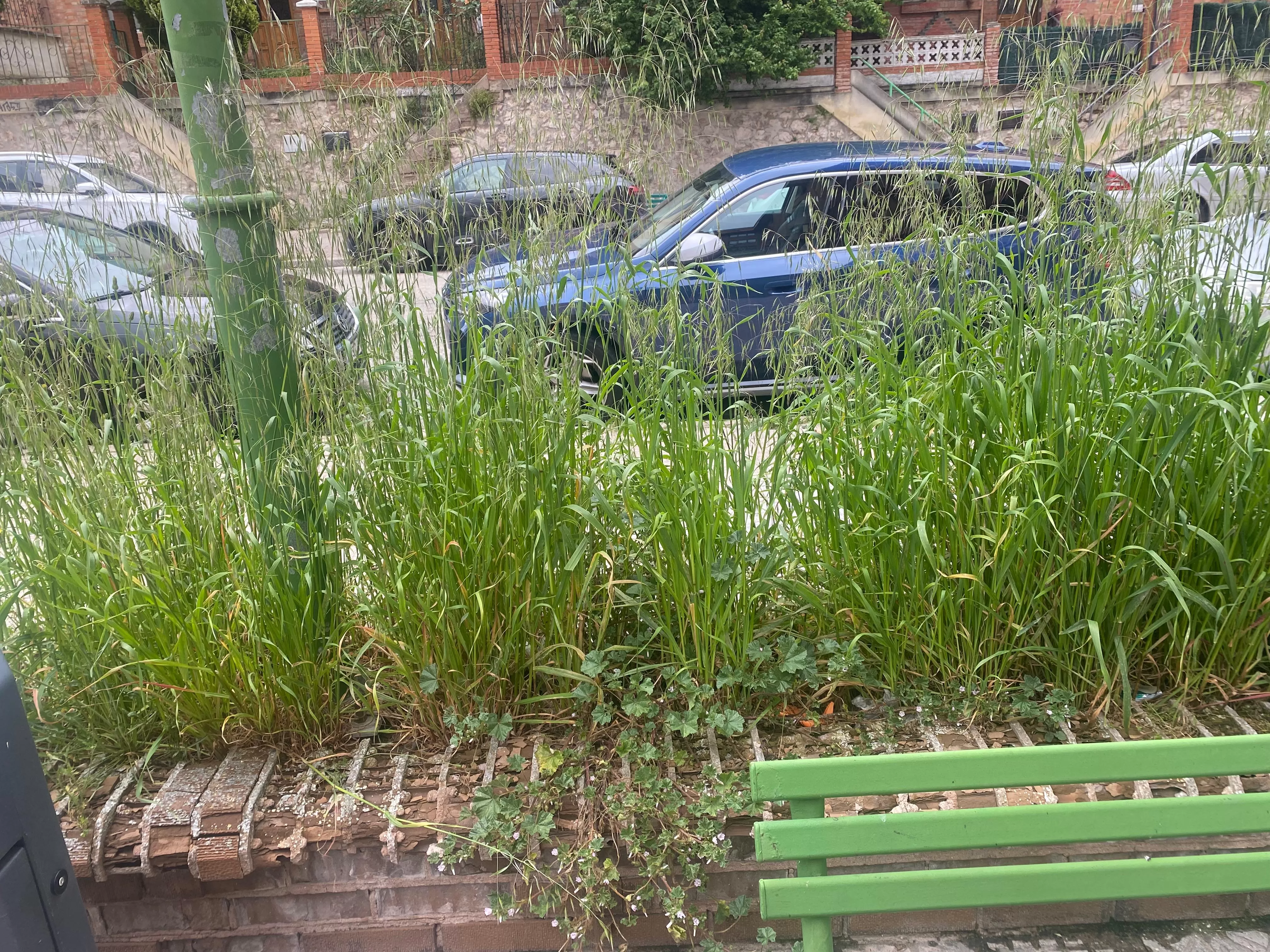 Vegetación tropical en las calles de Burgos