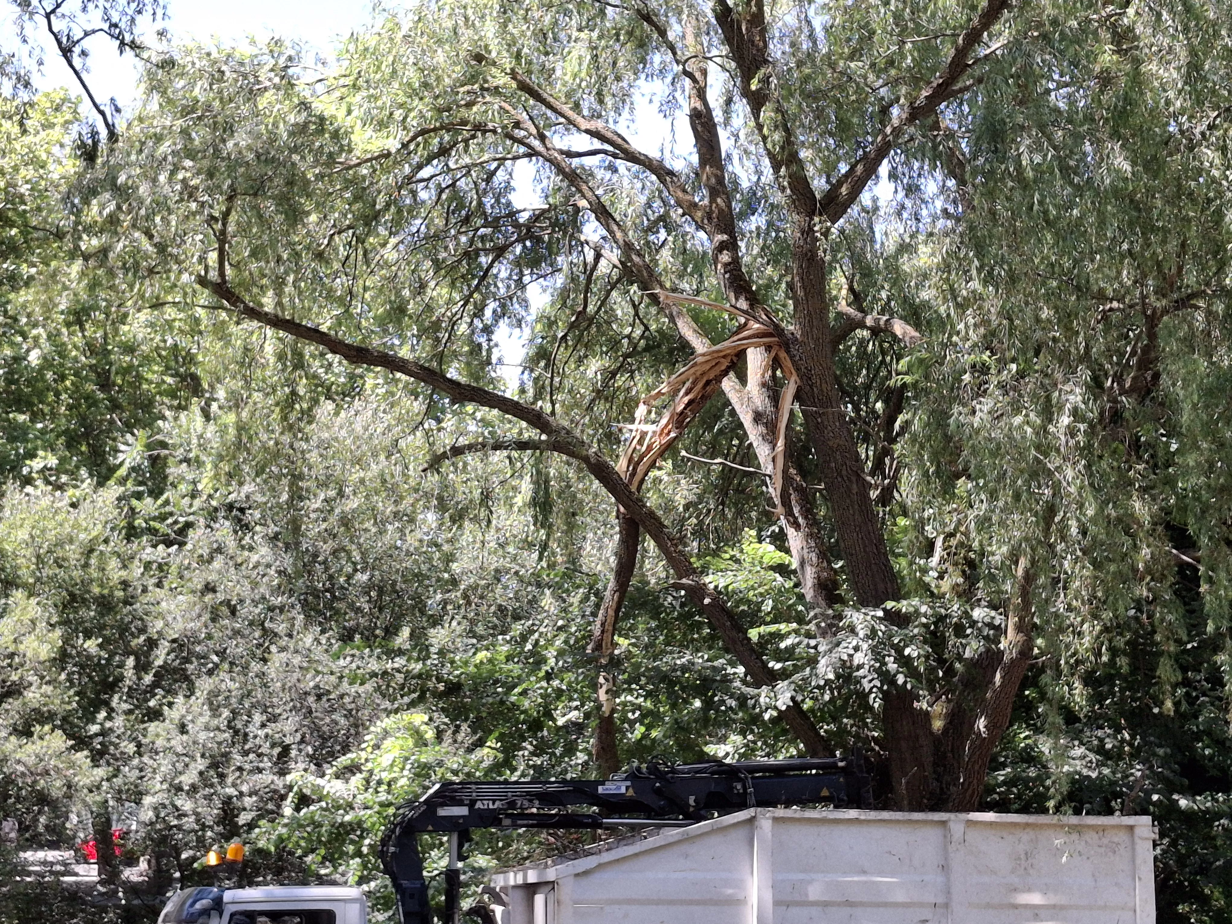 Destrozo de árboles en el Paseo de la Isla de Burgos