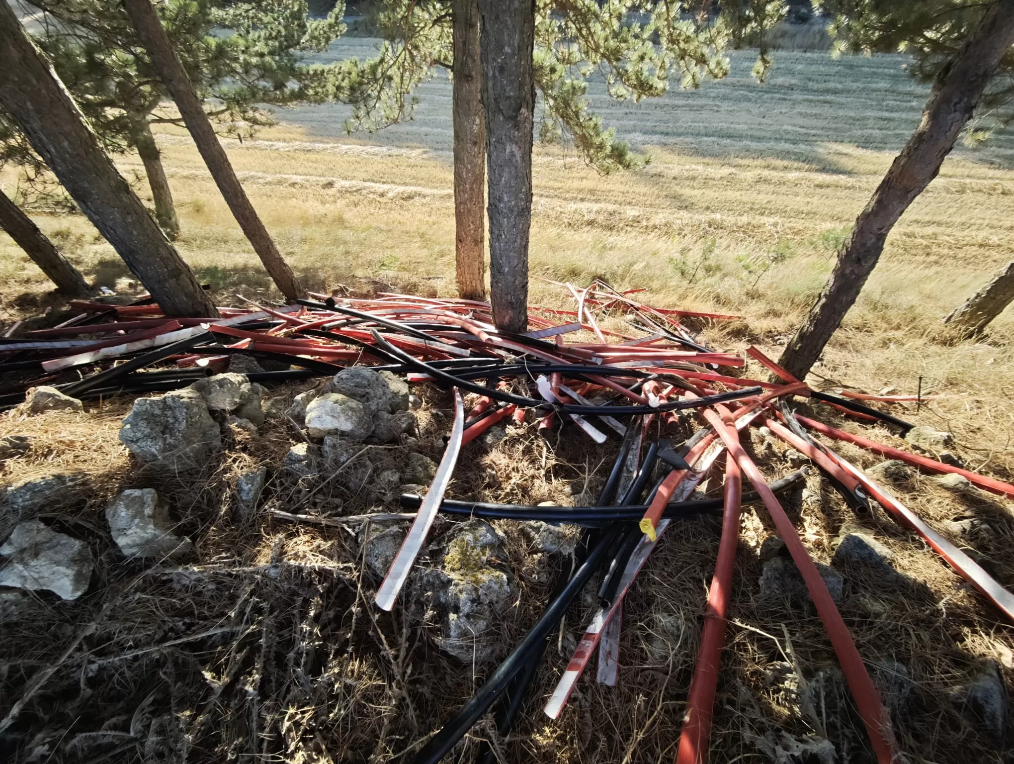 Restos peligrosos en un pinar de Villímar, a las afueras de Burgos