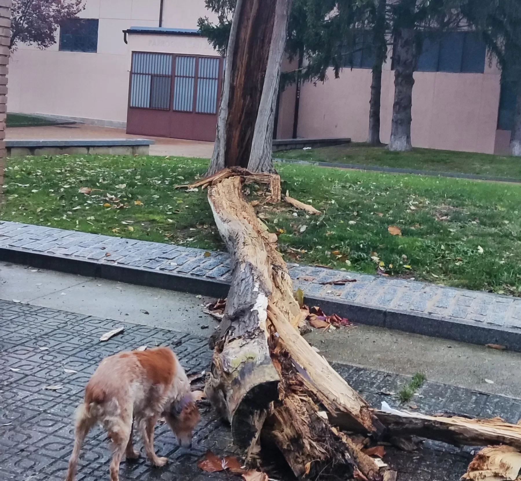 Peligroso árbol caído en Burgos tras varios avisos vecinales
