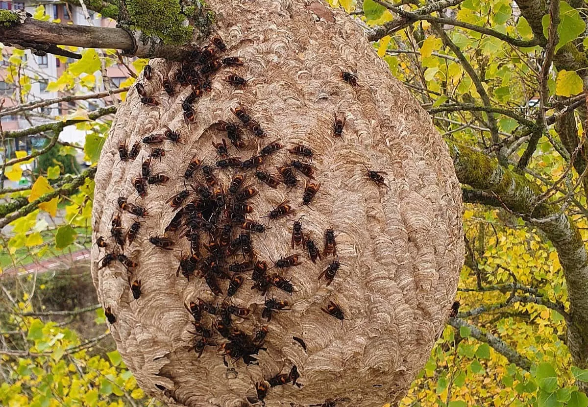 Los Bomberos de Burgos retiran un nido de avispa asiática en la ribera del río Vena